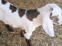 बकरा, Nubian Goat — फ़ोटो 1