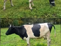 Vache, Ayrshire — photo 2