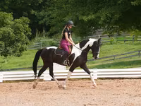 公马, Friesian — 照片 8