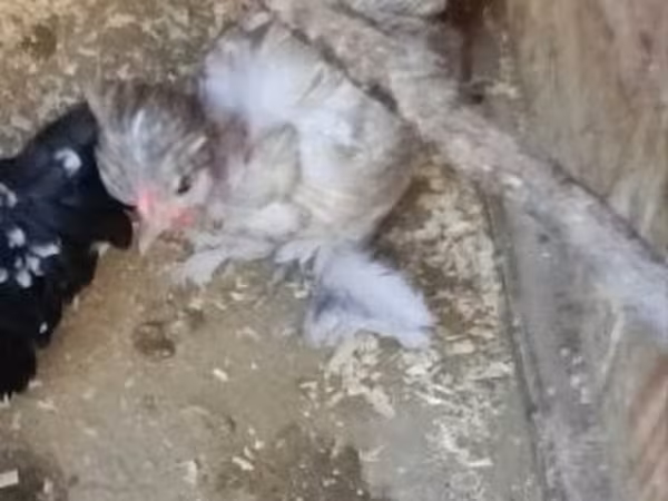 Chickens