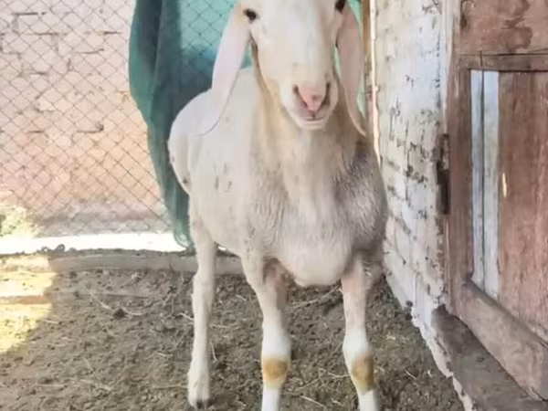 Carnero, Rhon sheep