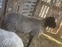 Widder, Tsigai sheep — Foto 1