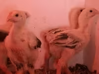 Chickens — الصورة 6