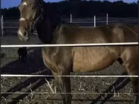 فرس, Nonius horse — الصورة 2