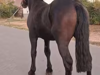Hengst, Friesian — Foto 3