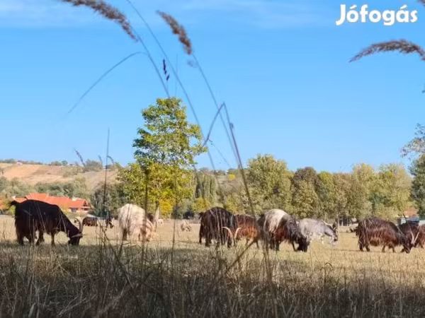 Krava, Maďarské šedé plemeno