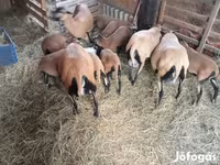 Schaf, Cameroon sheep — Foto 4