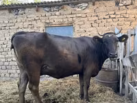 Vache, Swiss cattle — photo 2