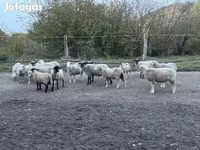 Bélier, White Suffolk sheep — photo 1