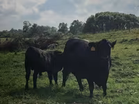 Vache, Swiss cattle — photo 1