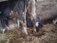 सांड, Russian Black pied cattle — फ़ोटो 6