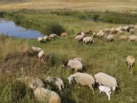 母羊, Balbas sheep — 照片 3