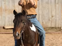 Cheval, Pinto horses — photo 7