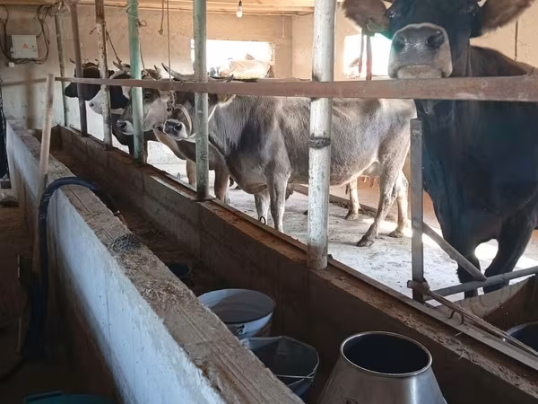 Vache, Race Alatauskaya