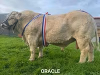 Taureau, Race de vache — photo 5
