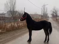حصان, Friesian — الصورة 2