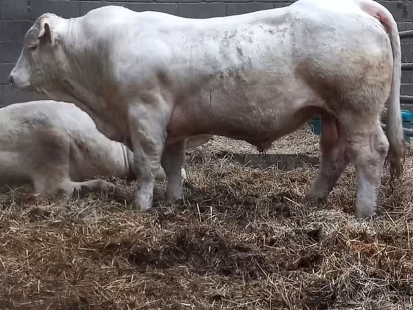 Taureau, Charolais cattle — France