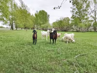 母山羊, Saanen goat — 照片 5