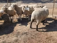 公羊, Ile-de-France sheep — 照片 3