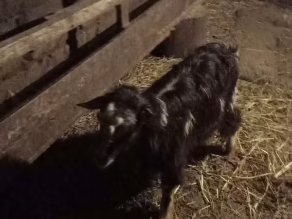 Bélier, Moutons
