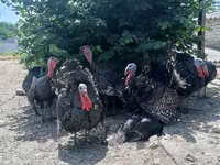 Turkeys — фото 2