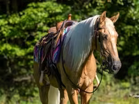 घोड़ा, Palomino — फ़ोटो 5