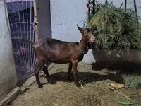 عنزة, Murcia-Granada goats — الصورة 1