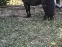 حصان, Australian Pony — الصورة 2