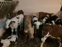 公牛, Simmental cattle — 照片 2