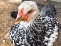 Brahma — Foto 6