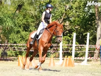 Cheval, Oldenburg horse — photo 1