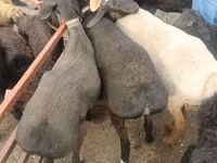 Schafe (Partie, Geschlecht nicht angegeben), Edilbay sheep — Foto 3