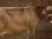 Vache, Ukrainian Brown Dairy Cattle — photo 1