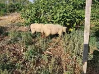 Oveja, Ovejas — foto 2