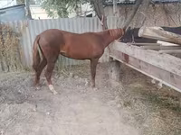 母马, Kyrgyz Horse — 照片 3