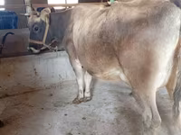 Vache, Race Alatauskaya — photo 6