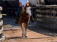घोड़ा, American paint horse — फ़ोटो 8