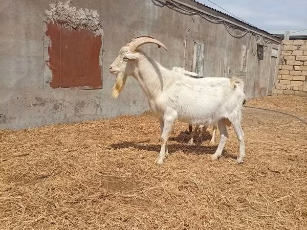 Boucs, Saanen goat