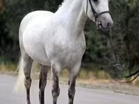 Cheval, Falabella — photo 1
