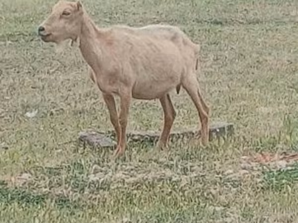 Kozel, Saanen goat