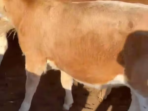 Toro, Raza Auliékol
