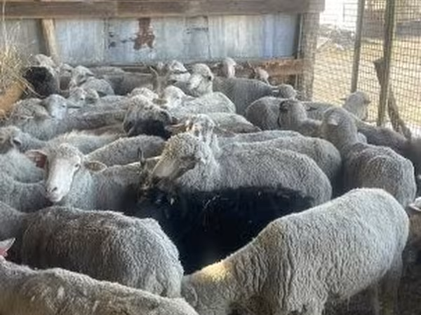 母羊, Sheep