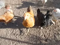 Chickens — Foto 4