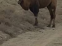 Camella, Kazakh Bactrian camel — foto 2
