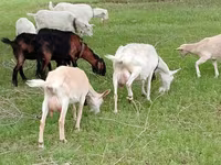 母山羊, Saanen goat — 照片 1