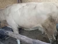 Vache, Latvian Blue cattle — photo 7