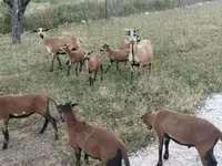 母羊, Cameroon sheep — 照片 3