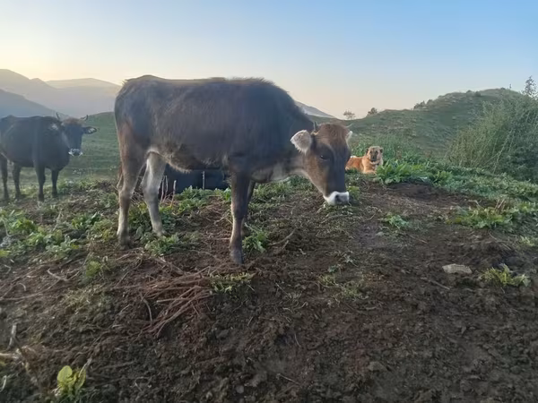 牛只（批次，未指定性别）, Cattle