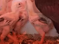 Chickens — الصورة 4