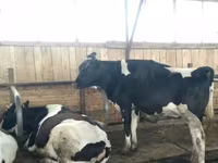 Vache, Swiss cattle — photo 2